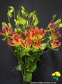 Gloriosa Misato Red